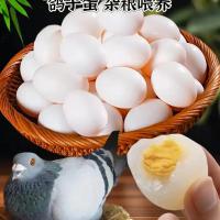 新鲜鸽蛋 精选装